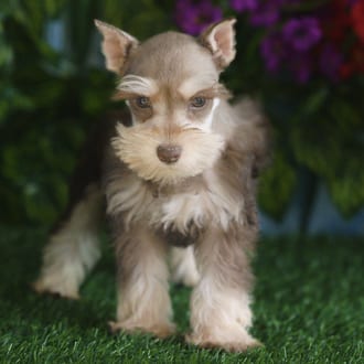 Yosemite, a female Mini Schnauzer puppy for sale at Blue Sky Puppies Orlando FL