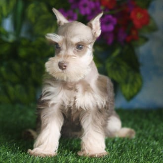 Yosemite, a female Mini Schnauzer puppy for sale at Blue Sky Puppies Orlando FL
