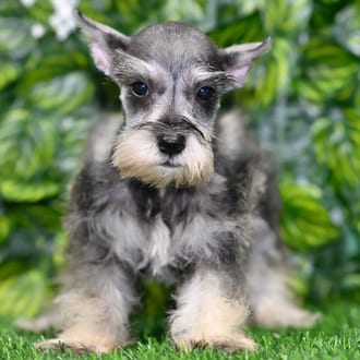 Daisy, a female Mini Schnauzer puppy for sale at Blue Sky Puppies Orlando FL
