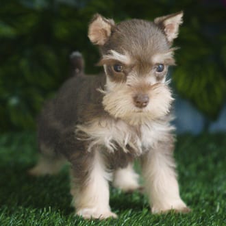 Betty, a female Mini Schnauzer puppy for sale at Blue Sky Puppies Orlando FL