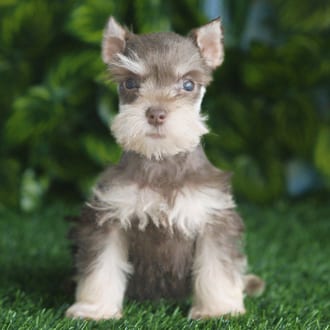 Betty, a female Mini Schnauzer puppy for sale at Blue Sky Puppies Orlando FL