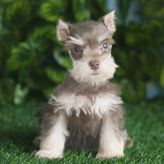 Betty, a female Mini Schnauzer puppy for sale at Blue Sky Puppies Orlando FL