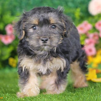 Diesel, a male Morkie F1B puppy for sale at Blue Sky Puppies Nashville TN