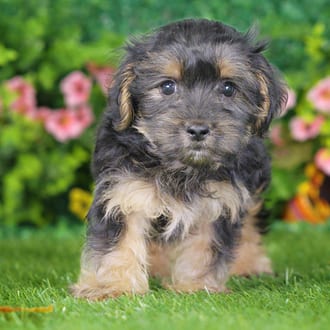Diesel, a male Morkie F1B puppy for sale at Blue Sky Puppies Nashville TN