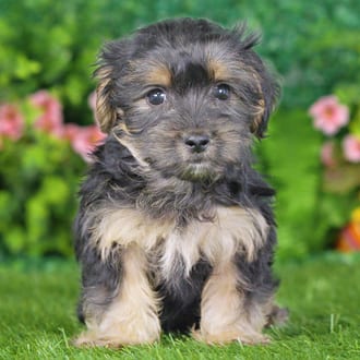 Diesel, a male Morkie F1B puppy for sale at Blue Sky Puppies Nashville TN
