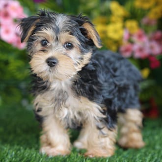 Bertha, a female Morkie F1B puppy for sale at Blue Sky Puppies Orlando FL