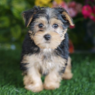 Bertha, a female Morkie F1B puppy for sale at Blue Sky Puppies Orlando FL