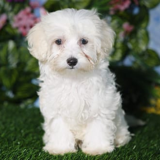 Grogu, a male Morkie F1B puppy for sale at Blue Sky Puppies Orlando FL