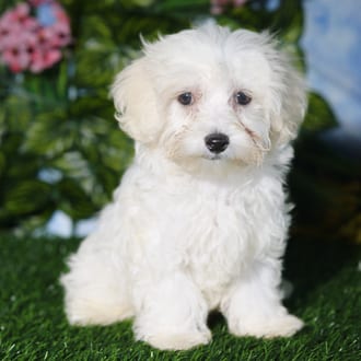 Grogu, a male Morkie F1B puppy for sale at Blue Sky Puppies Orlando FL