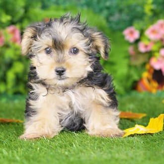 Bingo, a male Morkie F1B puppy for sale at Blue Sky Puppies Nashville TN