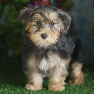 Utah, a female Morkie F1B puppy for sale at Blue Sky Puppies Orlando FL