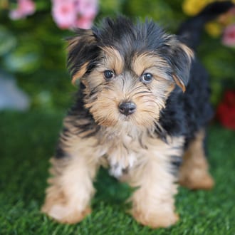 Emmy, a female Morkie F1B puppy for sale at Blue Sky Puppies Orlando FL