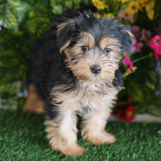 Emmy, a female Morkie F1B puppy for sale at Blue Sky Puppies Orlando FL