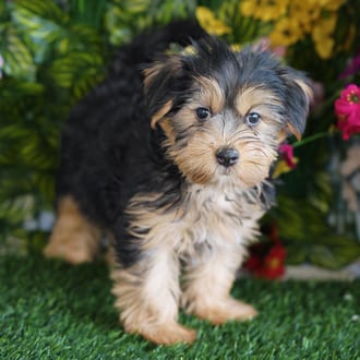 Emmy, a female Morkie F1B puppy for sale at Blue Sky Puppies Orlando FL