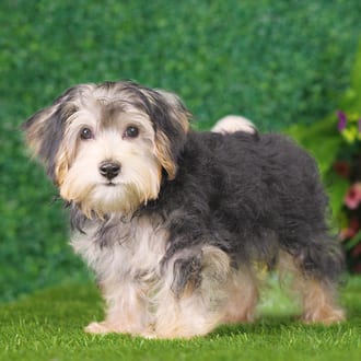 Briar, a female Morkie F1B puppy for sale at Blue Sky Puppies Nashville TN