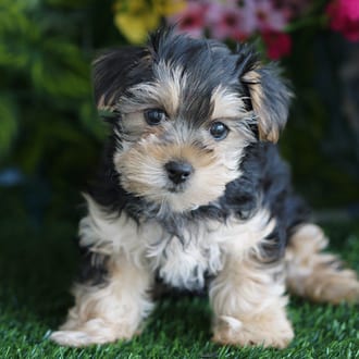 Twiggy, a female Morkie F1B puppy for sale at Blue Sky Puppies Orlando FL