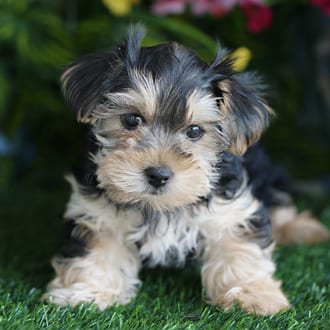Twiggy, a female Morkie F1B puppy for sale at Blue Sky Puppies Orlando FL