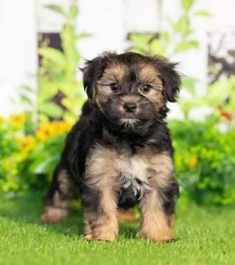 Scout puppy images