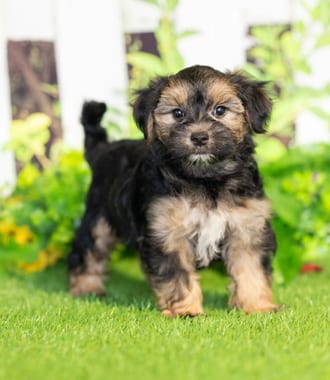 Scout puppy images