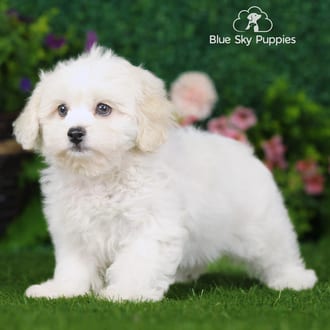 Sadie, a female Peekapoo puppy for sale at Blue Sky Puppies Nashville TN