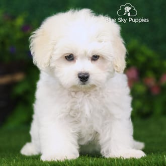 Sadie, a female Peekapoo puppy for sale at Blue Sky Puppies Nashville TN