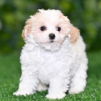 Ives puppy images