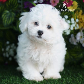 Rocket, a male Peekapoo puppy for sale at Blue Sky Puppies Orlando FL