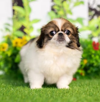 Aurora puppy images