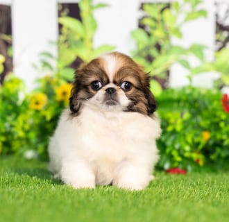 Aurora puppy images