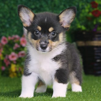 Gracie, a female Pembroke Welsh Corgi puppy for sale at Blue Sky Puppies Nashville TN