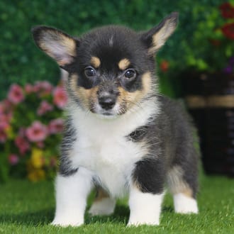 Gracie, a female Pembroke Welsh Corgi puppy for sale at Blue Sky Puppies Nashville TN