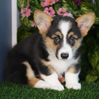 Vicky, a female Pembroke Welsh Corgi puppy for sale at Blue Sky Puppies Orlando FL