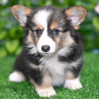 Egypt puppy images
