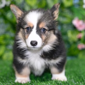 Egypt puppy images