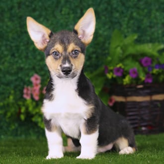 Samson, a male Pembroke Welsh Corgi puppy for sale at Blue Sky Puppies Nashville TN