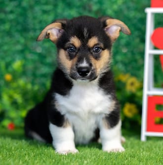Samson, a male Pembroke Welsh Corgi puppy for sale at Blue Sky Puppies Nashville TN