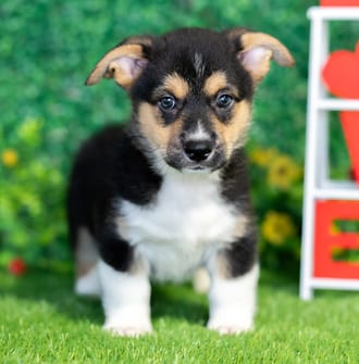 Samson, a male Pembroke Welsh Corgi puppy for sale at Blue Sky Puppies Nashville TN