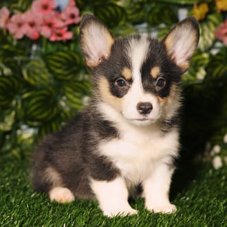 Harrietta, a female Pembroke Welsh Corgi puppy for sale at Blue Sky Puppies Orlando FL