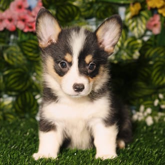 Harrietta, a female Pembroke Welsh Corgi puppy for sale at Blue Sky Puppies Orlando FL