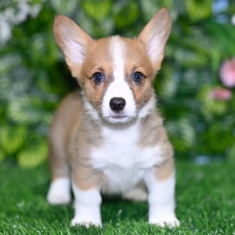 Leia puppy images