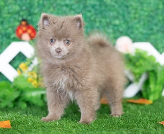 Emiko, a female Pomeranian puppy for sale at Blue Sky Puppies Nashville TN