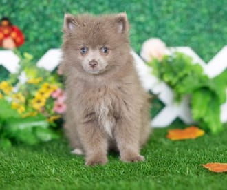 Emiko, a female Pomeranian puppy for sale at Blue Sky Puppies Nashville TN
