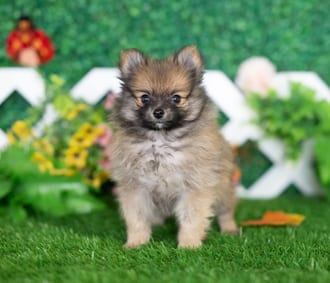 Thornton, a male Pomeranian puppy for sale at Blue Sky Puppies Nashville TN