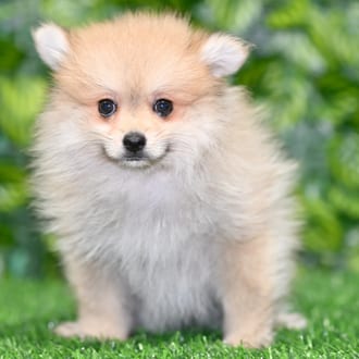 Stella puppy images