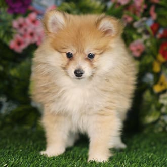 Elvis, a male Pomeranian puppy for sale at Blue Sky Puppies Orlando FL
