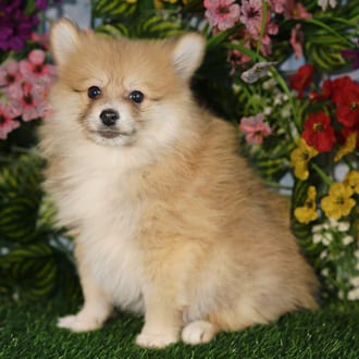 Elvis, a male Pomeranian puppy for sale at Blue Sky Puppies Orlando FL