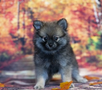 Ozzy, a male Pomeranian puppy for sale at Blue Sky Puppies Nashville TN