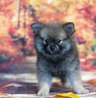 Ozzy, a male Pomeranian puppy for sale at Blue Sky Puppies Nashville TN