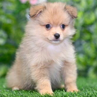 Smoky puppy images
