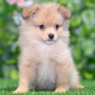 Smoky puppy images